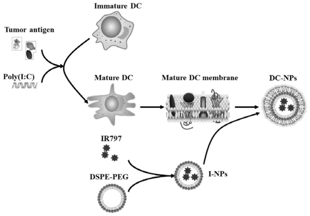 Preparation and application of nano material for specifically activating immune system