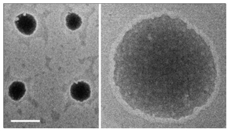 Preparation and application of nano material for specifically activating immune system