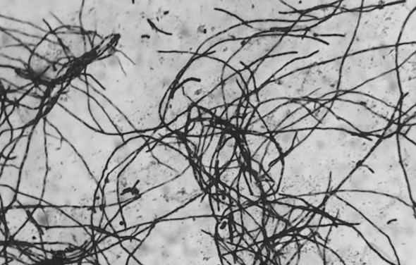 Streptomyces lateritius A001 and application thereof