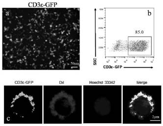 Preparation method for monoclonal antibody of T lymphocyte surface membranin CD3[epsilon] of tilapia and application