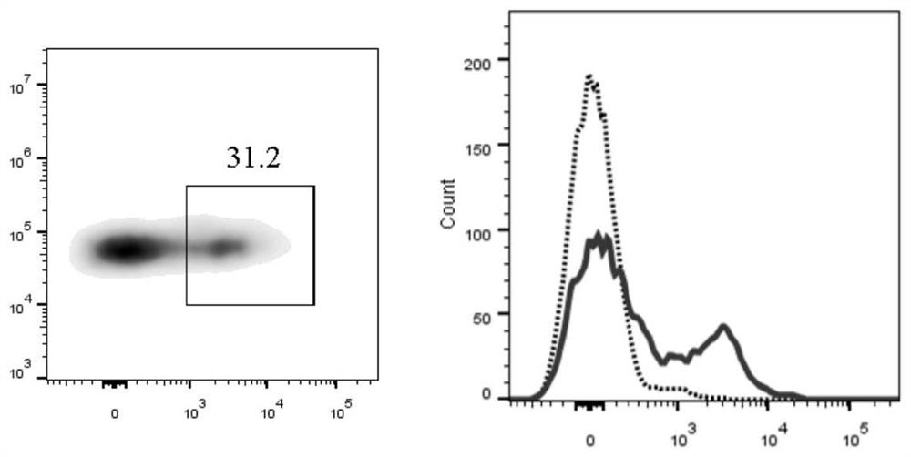 Preparation method for monoclonal antibody of T lymphocyte surface membranin CD3[epsilon] of tilapia and application