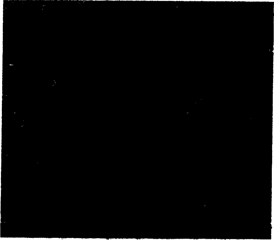 Laser synthesis preparation method of intermetallic compound and granule reinforced composite material