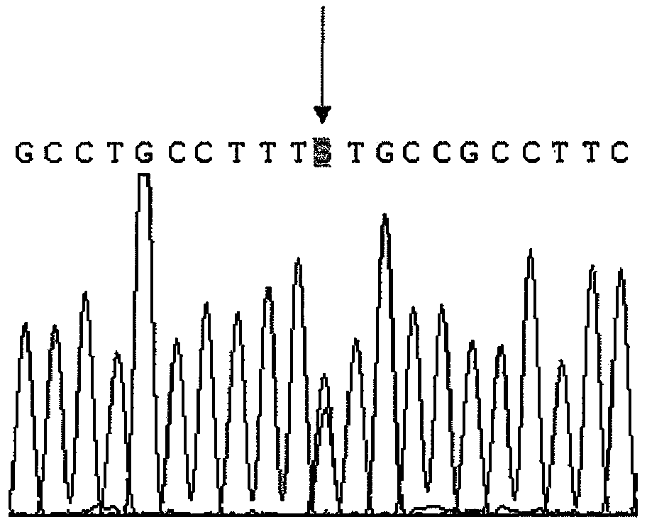 CYP2D6 gene segment containing 1735G&gt;C mutation, coded protein fragment thereby and applications thereof