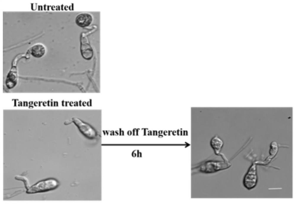 A drug for preventing and controlling rice blast fungus