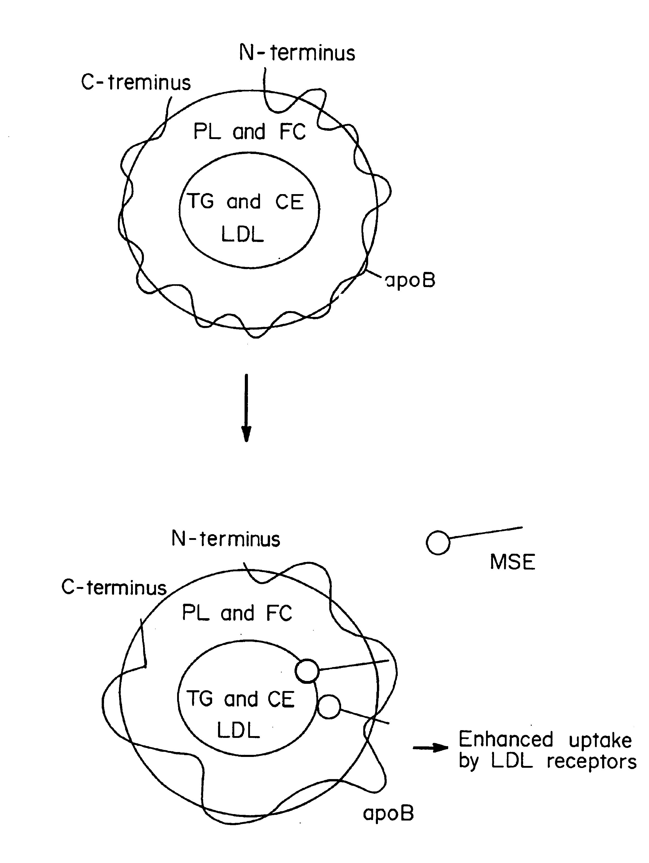 Methods and compositions to lower plasma cholesterol levels