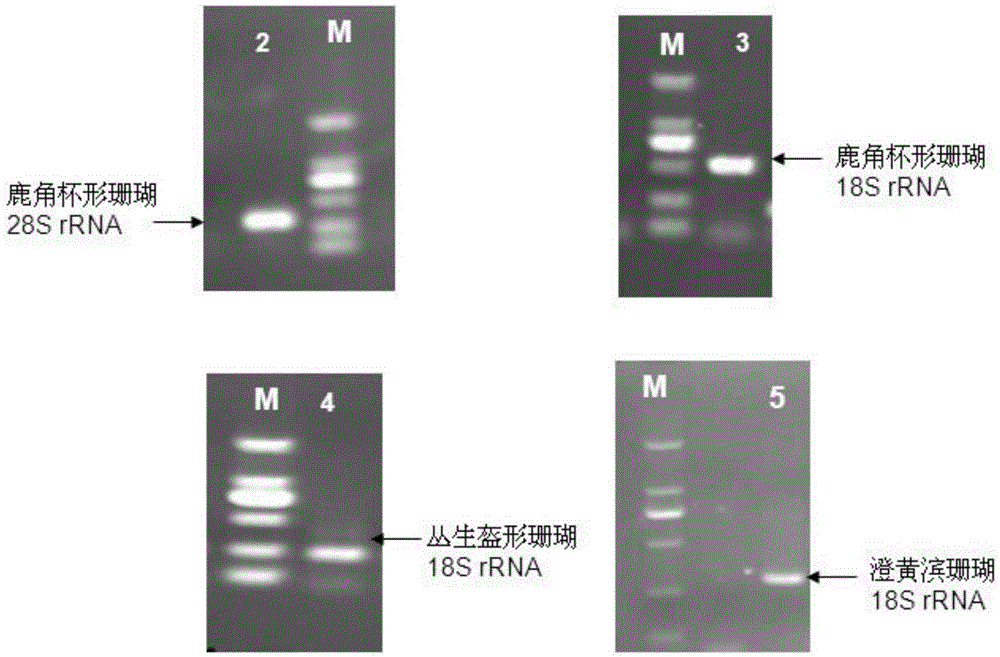 Hermatypic coral total RNA extraction method