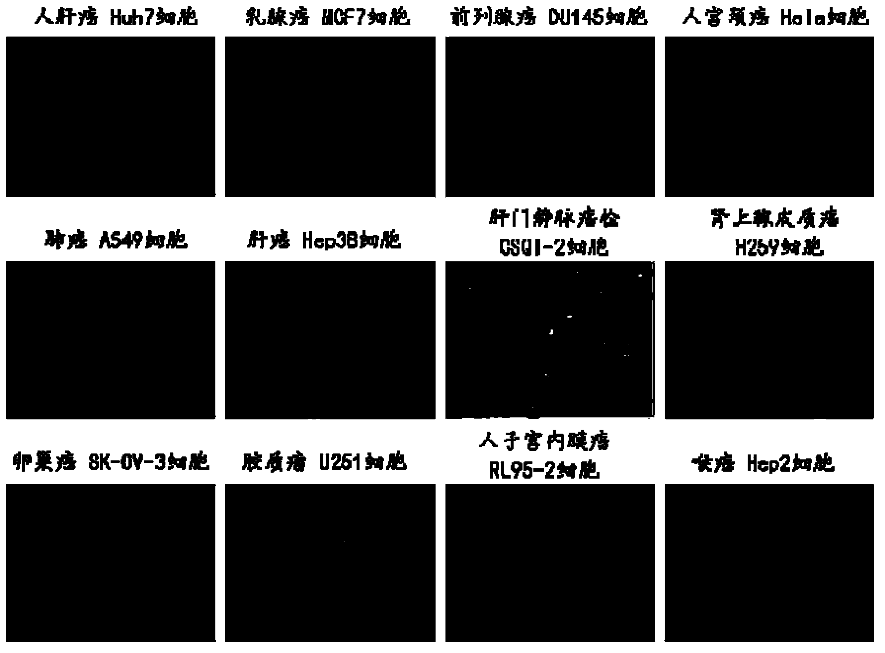 Tumor stem cell suspension culture method