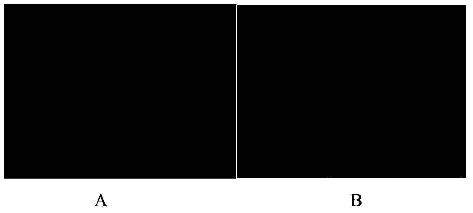 Tumor stem cell suspension culture method