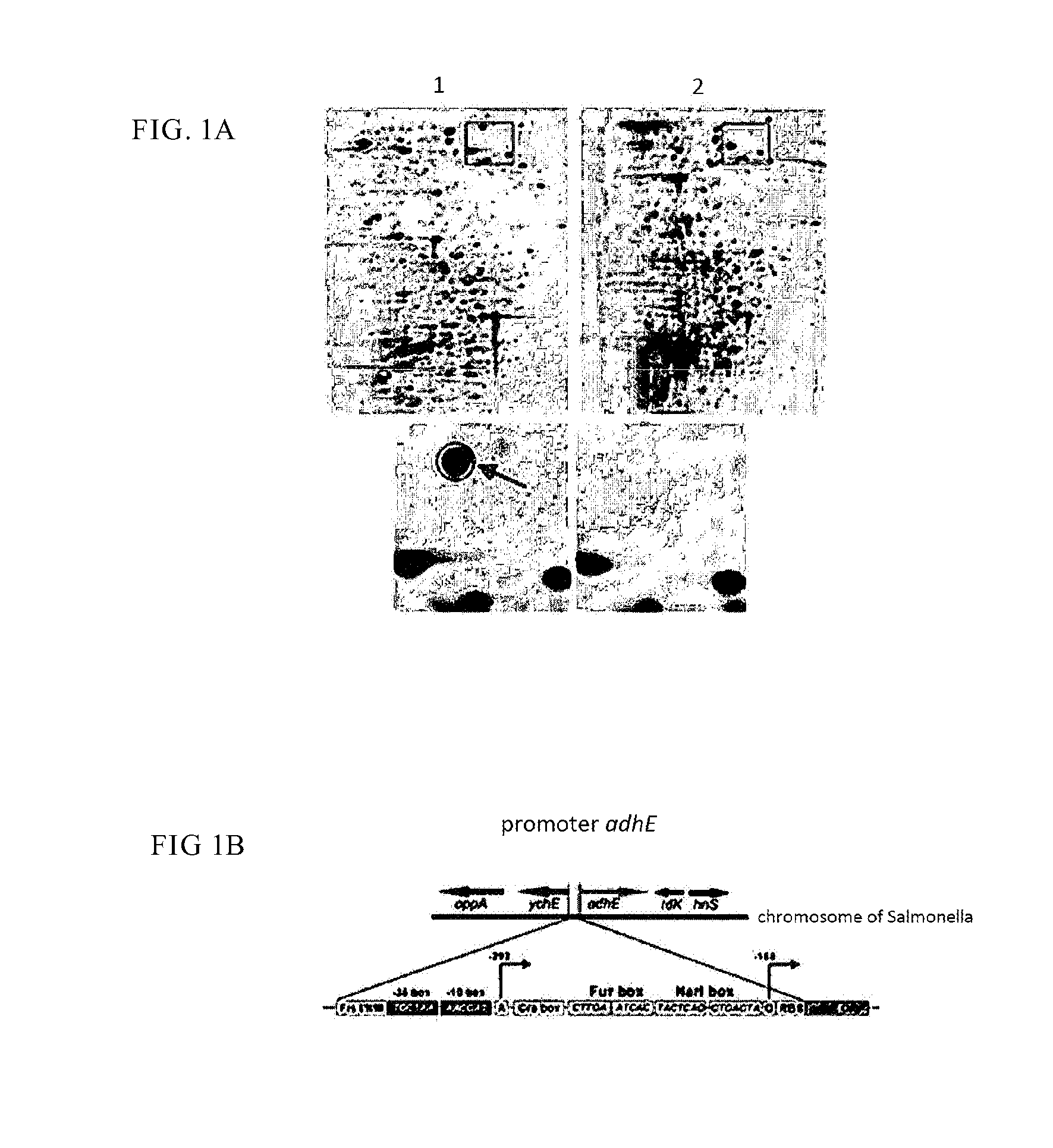 Method of anaerobic tissue-targeted gene expression initiated by alcohol dehydrogenase promoter and the application thereof