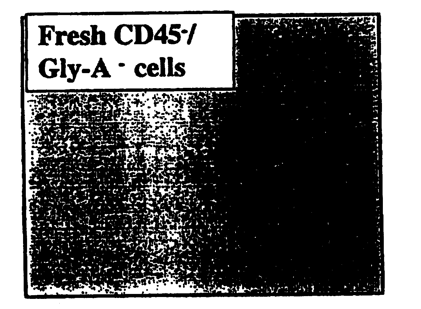 Multipotent adult stem cells and methods for isolation