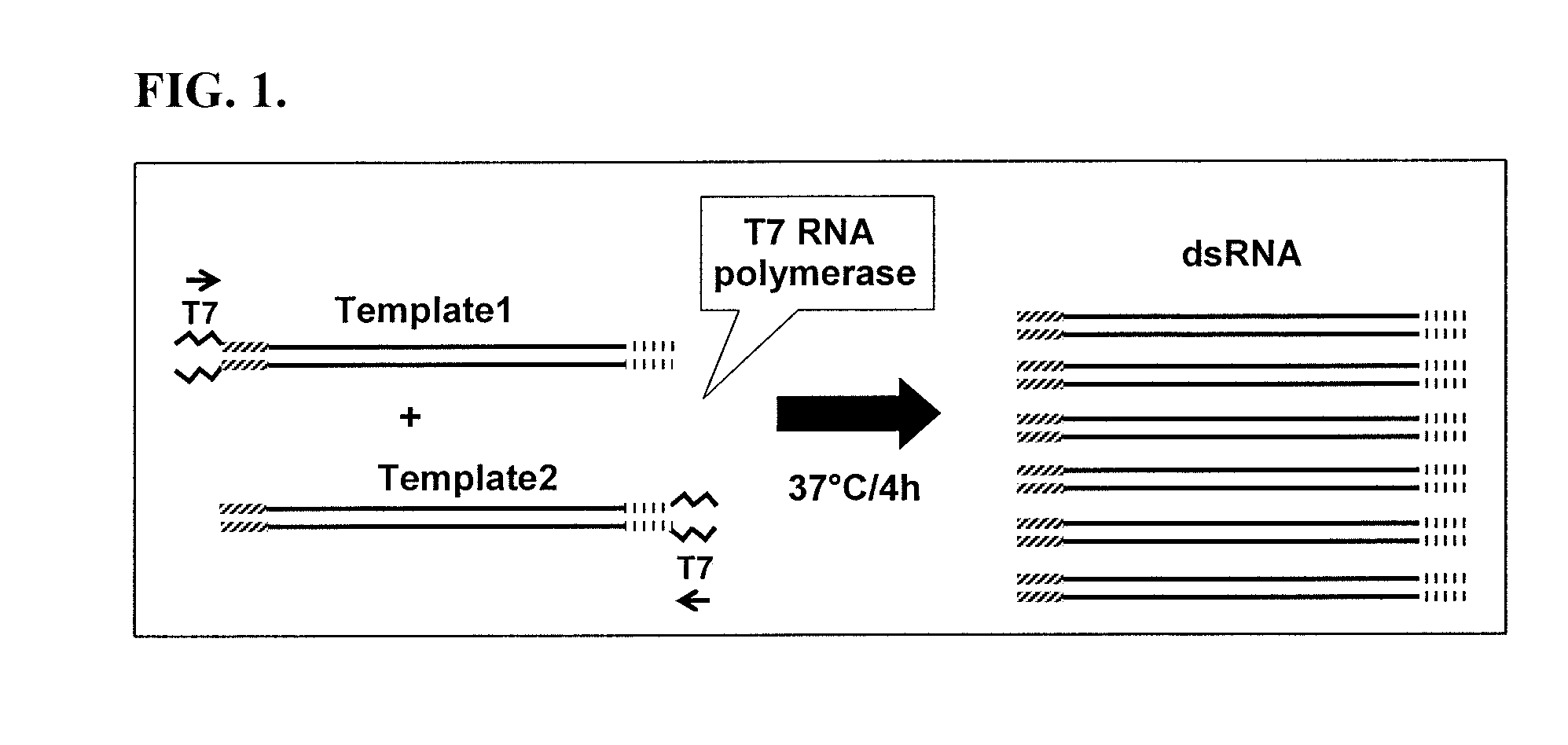 Nucleic acid molecules that confer resistance to coleopteran pests