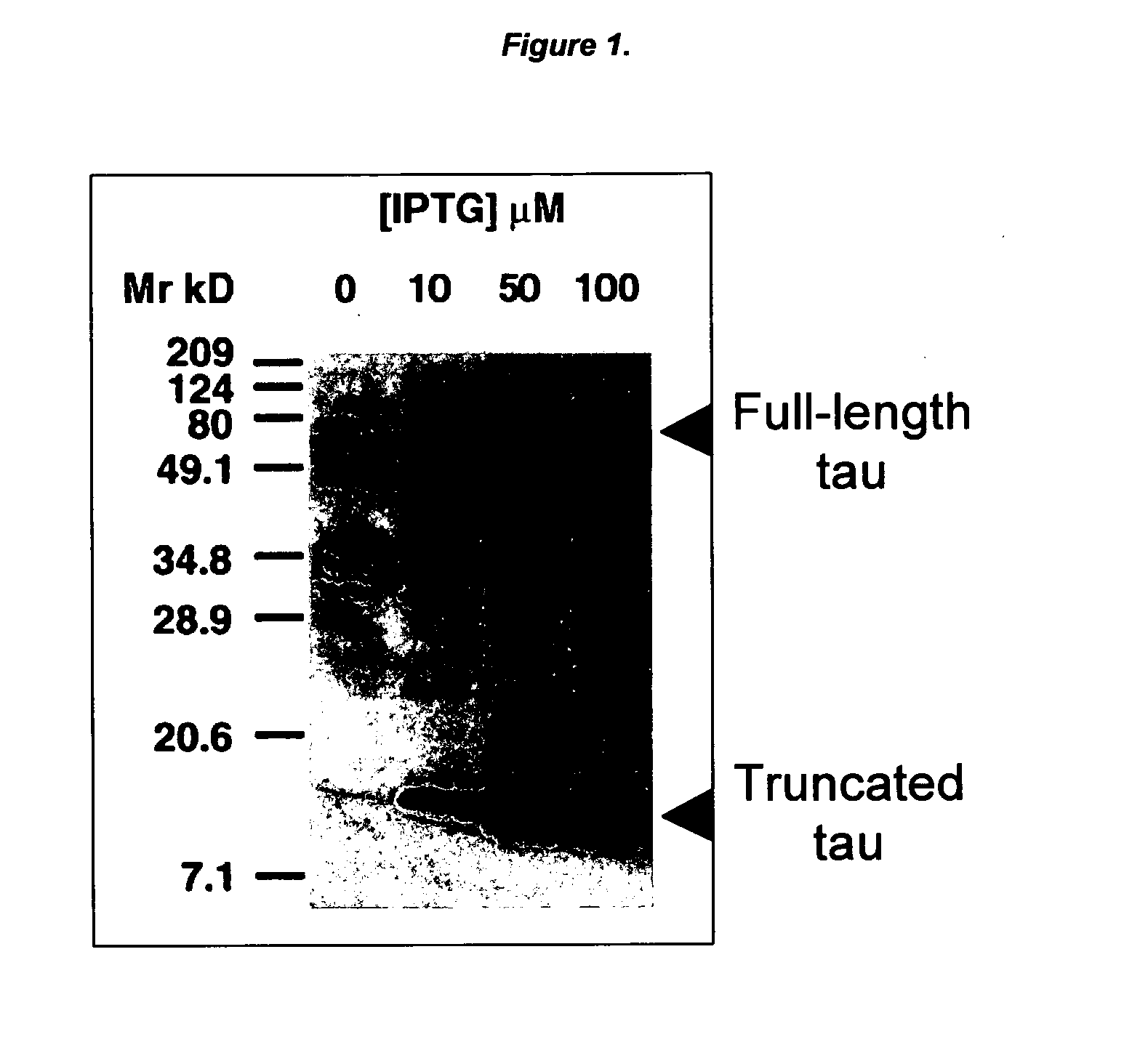 Ligands for aggregated tau molecules