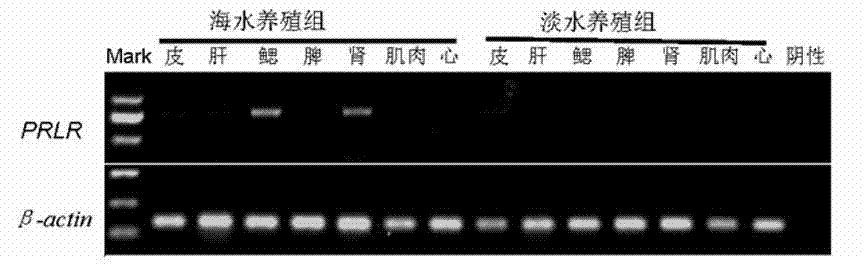 Method for judging lateolabrax japonicus aquatic water