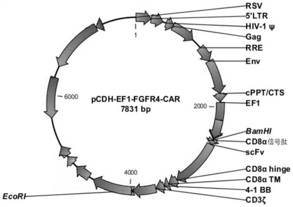 FGFR4-targeting single-chain antibody, chimeric antigen receptor and chimeric antigen receptor T cell, preparation method of chimeric antigen receptor T cell, and application of FGFR4-targeting single-chain antibody, chimeric antigen receptor and chimeric antigen receptor T cell