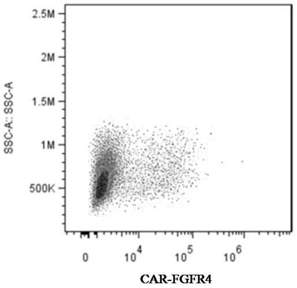 FGFR4-targeting single-chain antibody, chimeric antigen receptor and chimeric antigen receptor T cell, preparation method of chimeric antigen receptor T cell, and application of FGFR4-targeting single-chain antibody, chimeric antigen receptor and chimeric antigen receptor T cell