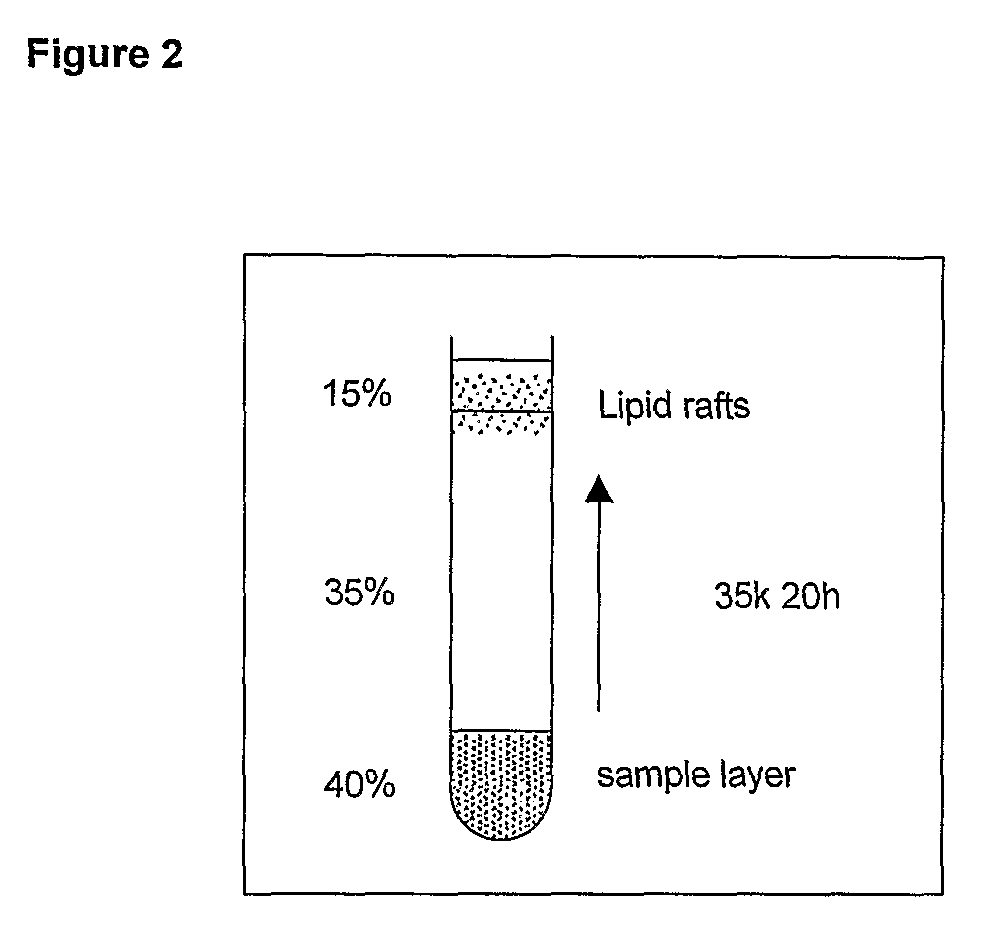 Anti-Lipid Rafts Antibodies