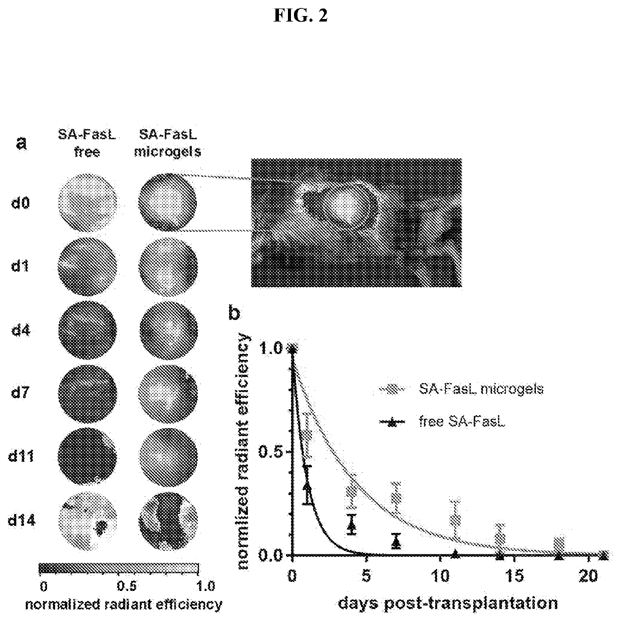 Fasl-engineered biomaterials with immunomodulatory function