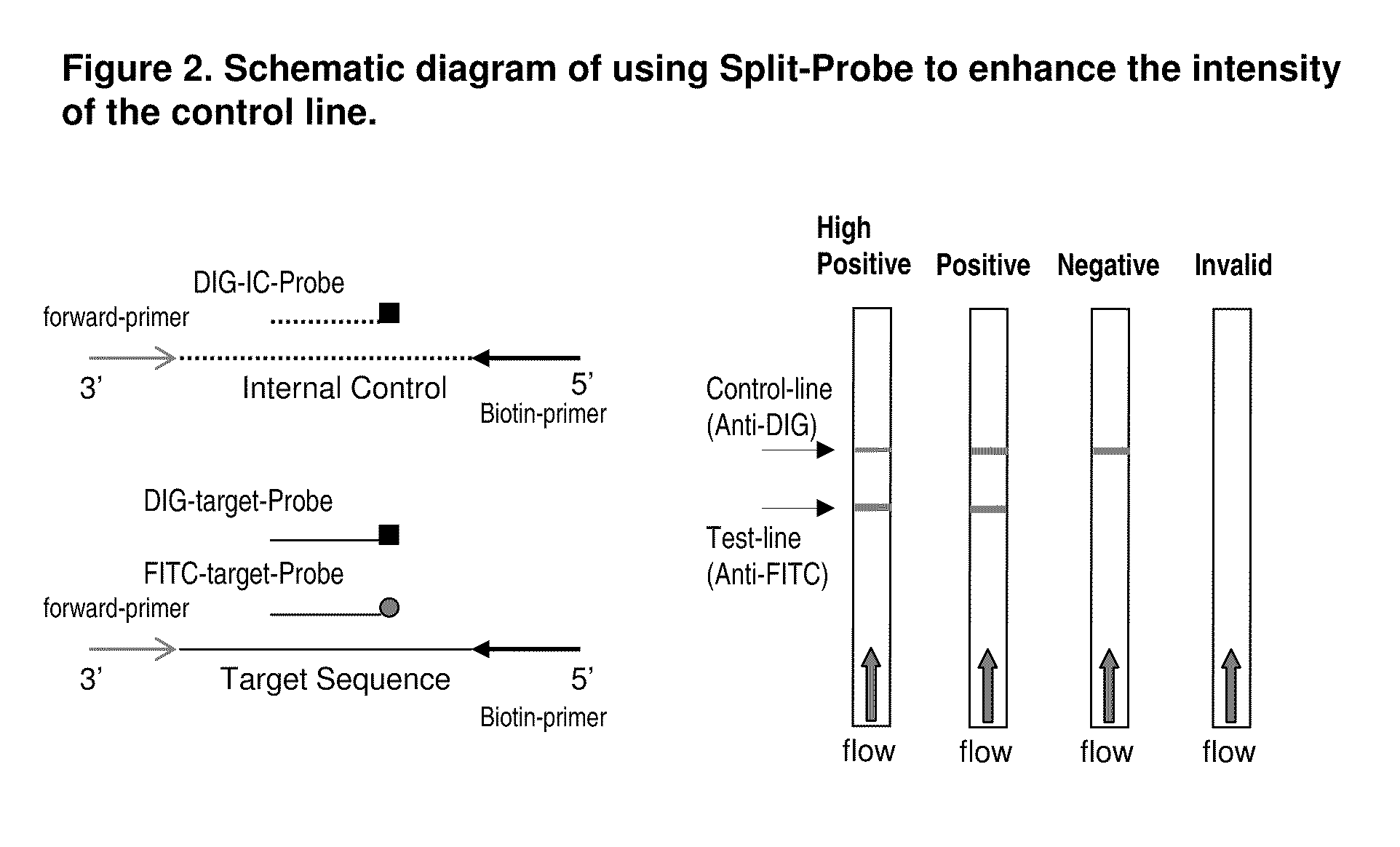 Detection of nucleic acid amplification products in the presence of an internal control sequence on an immunochromatographic strip