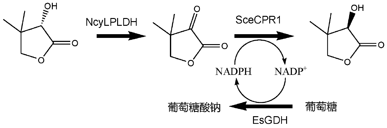 L-pantolactone dehydrogenase derived from Nocardia cyriacigeorgica and application thereof