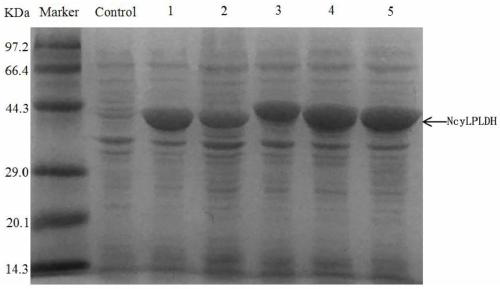 L-pantolactone dehydrogenase derived from Nocardia cyriacigeorgica and application thereof