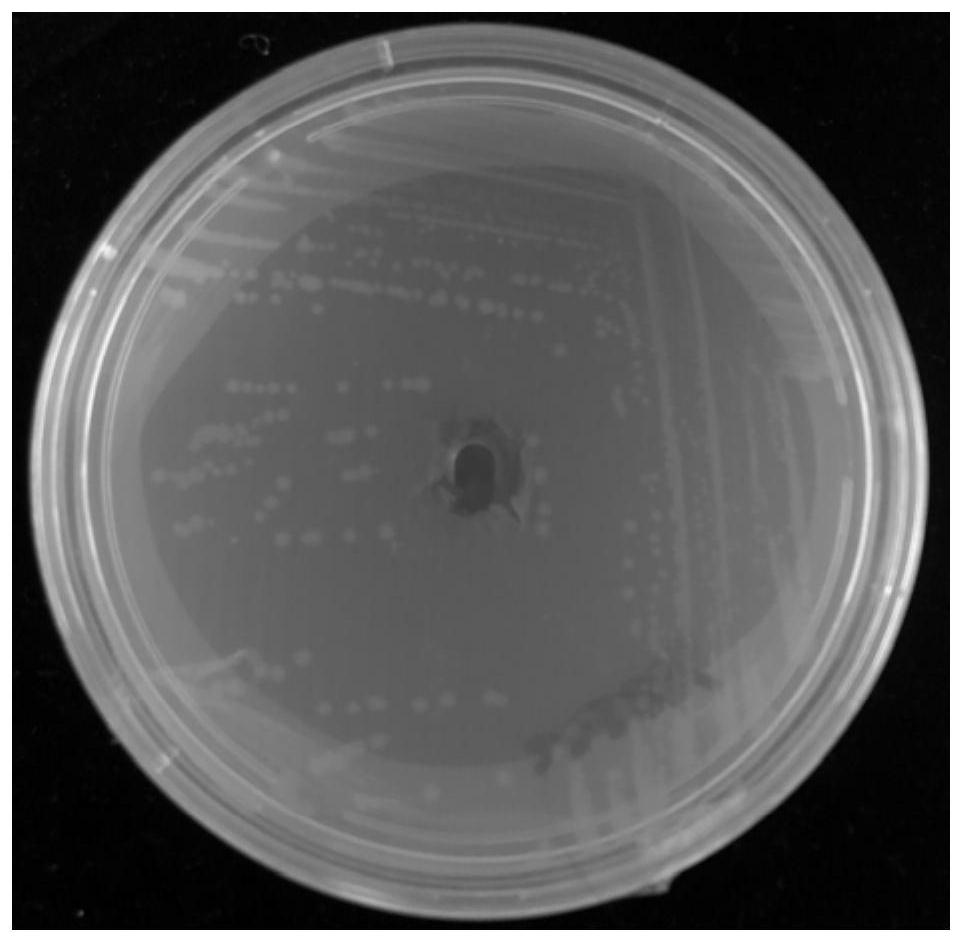 Paenibacillus polymyxa, biochemical preparation and application of paenibacillus polymyxa and biochemical preparation