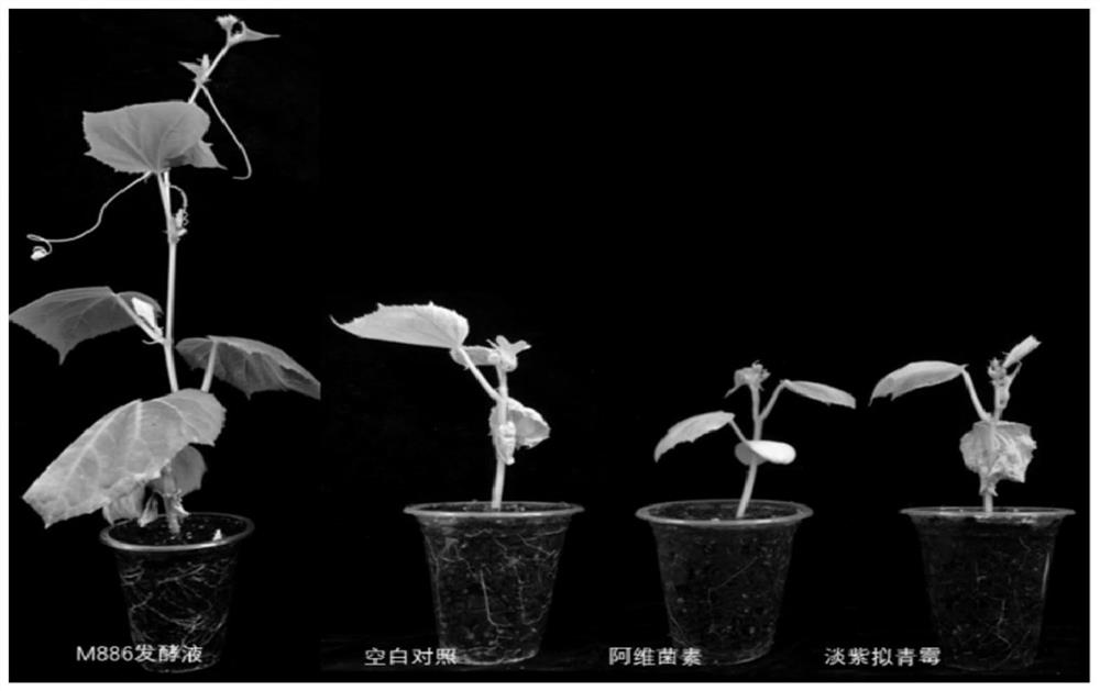 Paenibacillus polymyxa, biochemical preparation and application of paenibacillus polymyxa and biochemical preparation