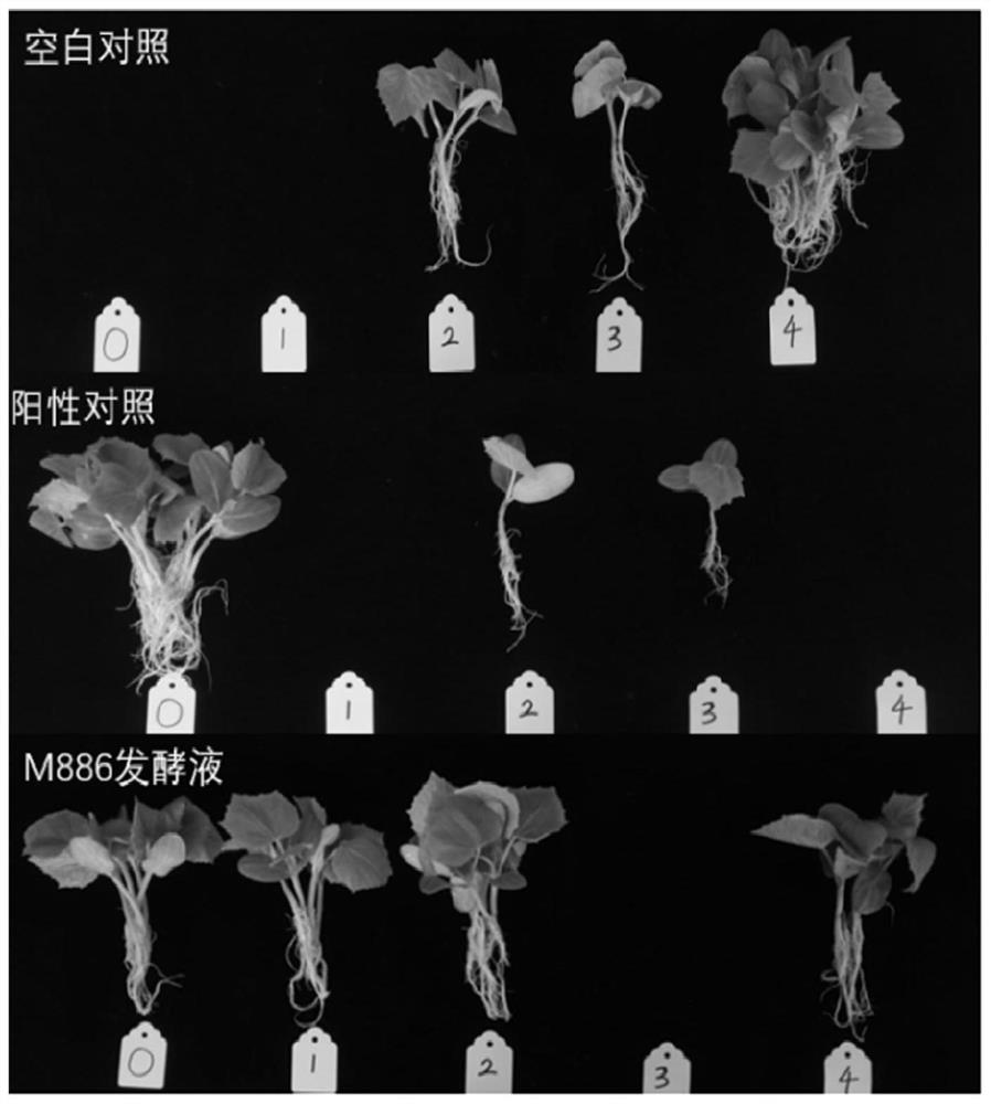 Paenibacillus polymyxa, biochemical preparation and application of paenibacillus polymyxa and biochemical preparation