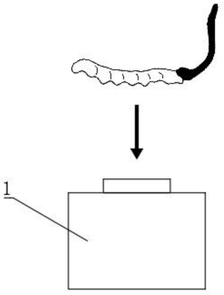 Preparation method of nutrition powder containing cordyceps sinensis