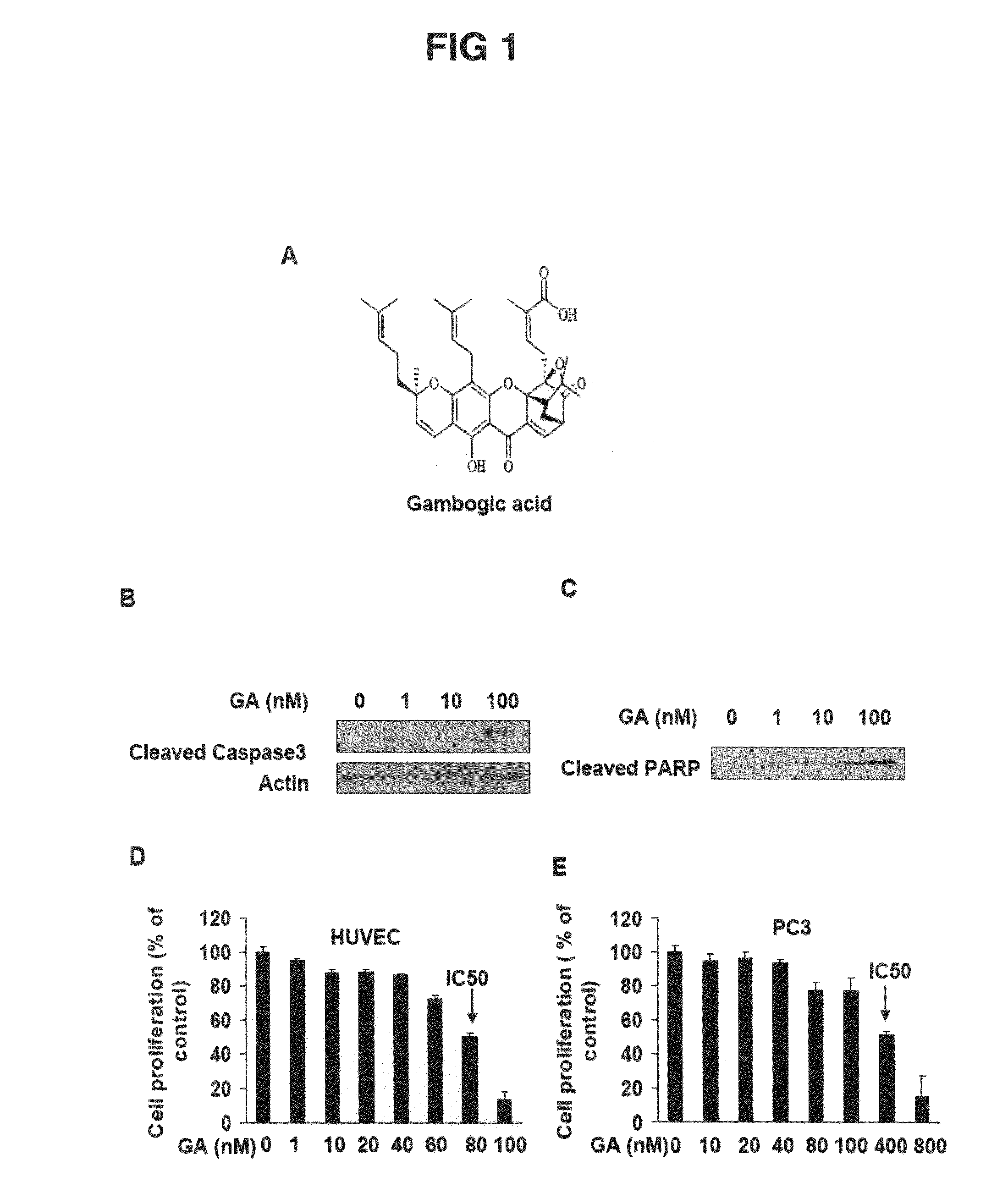 Methods and Compositions for the Treatment of Angiogenesis and Macular Degeneration