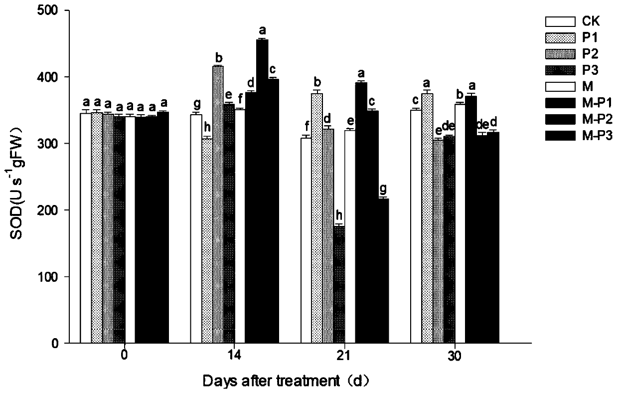 Research method for improving drought resistance of quercus rubra Linn. through melatonin