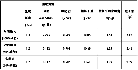 A special phosphorus-dissolving bacterium and bacterial agent for rapeseed