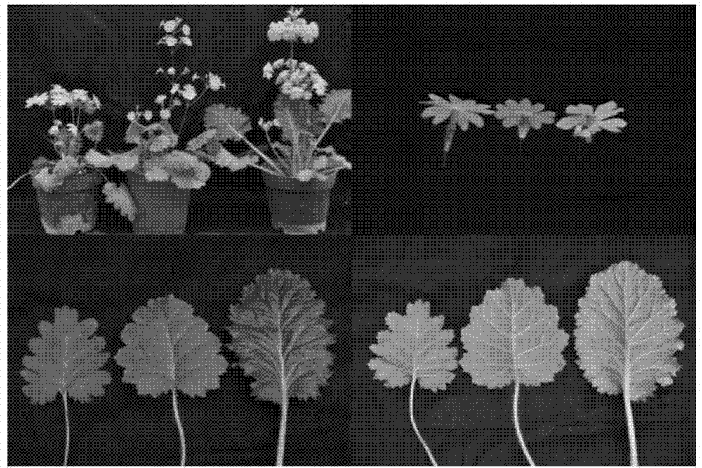 Method of obtaining primula forbesii and primula saxatilis interspecific hybrid by utilizing immature embryo rescue technology