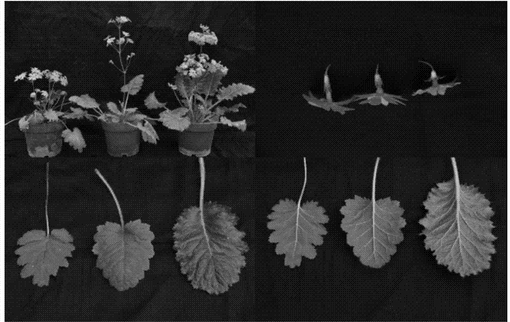 Method of obtaining primula forbesii and primula saxatilis interspecific hybrid by utilizing immature embryo rescue technology