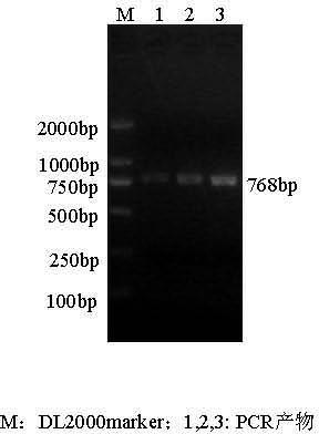 Intramuscular fat deposition related adiponectin gene