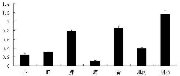 Intramuscular fat deposition related adiponectin gene