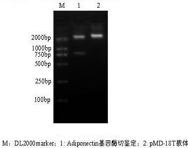 Intramuscular fat deposition related adiponectin gene