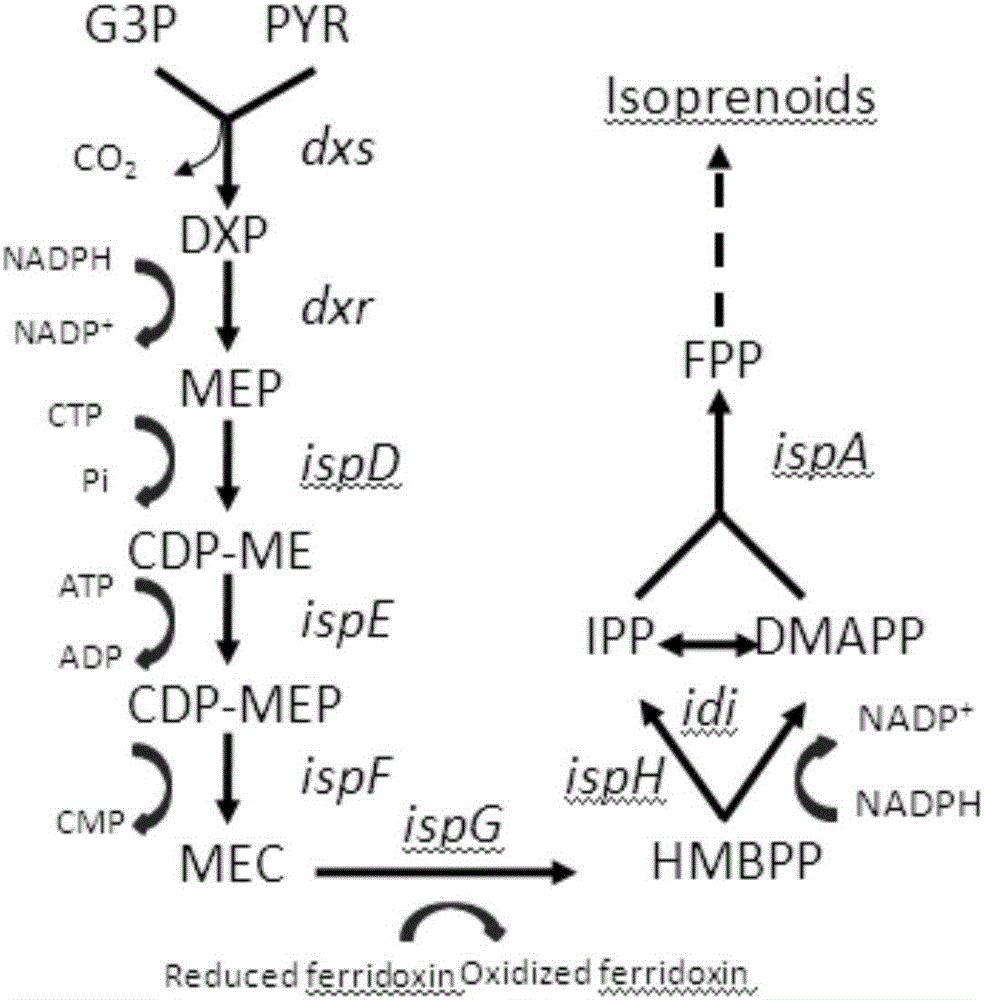 Building method for producing lycopene recombinant bacteria and application