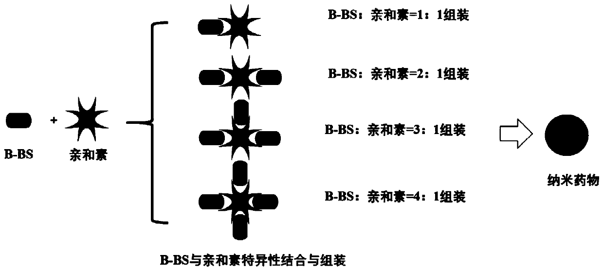 Beta-sitosterol derivative as well as preparation method and application thereof