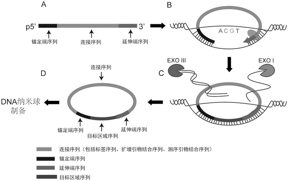 Sequencing library building method and reagent based on molecular inverse probe