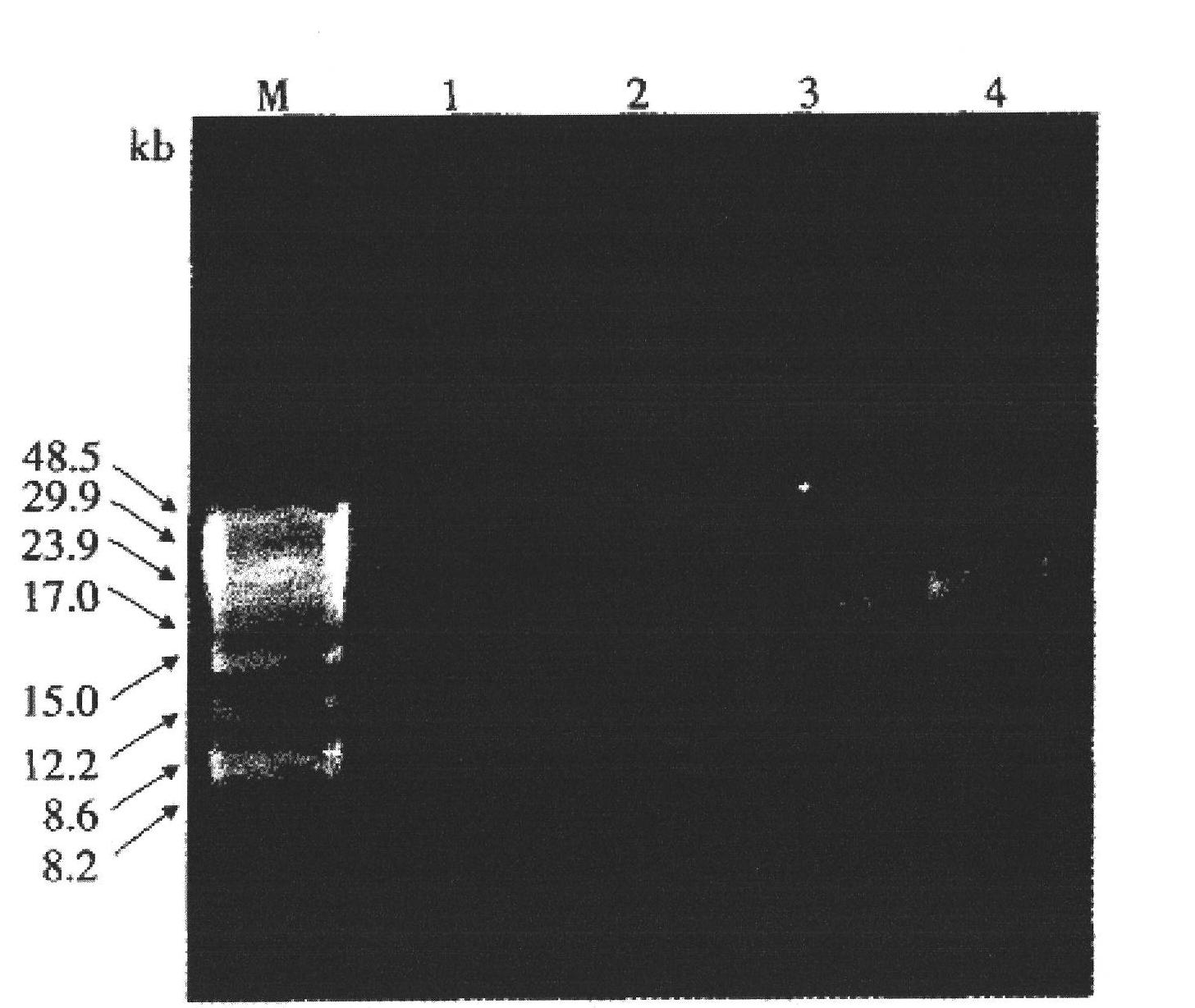 Analysis method for detecting diversity of soil microorganism