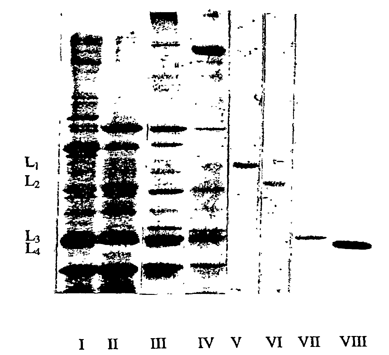 Bacteriolytic complex, method for producing said complex and strain for carrying out said method