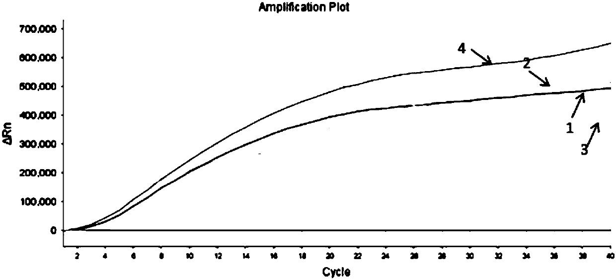 RAA constant temperature fluorescence detection method and kit for yellow head virus (YHV) of shrimps