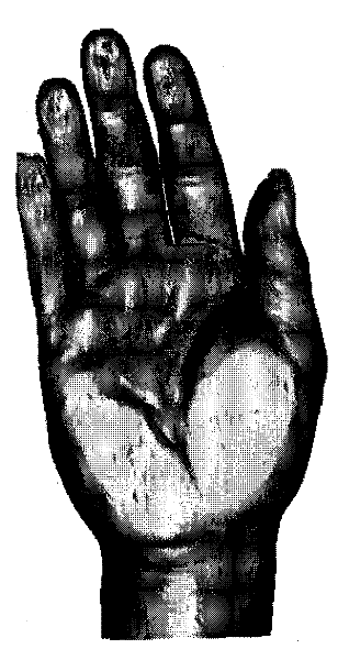 Construction method for digitized virtual hand and longitudinal shaped severed finger anatomic structure model