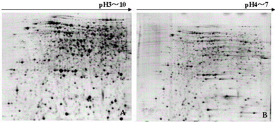 A method for the analysis of pulp proteome in muskmelon