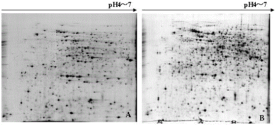 A method for the analysis of pulp proteome in muskmelon