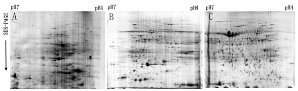 Two-dimensional electrophoresis method for separating protein from kenaf leaf efficiently and stably