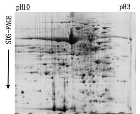 Two-dimensional electrophoresis method for separating protein from kenaf leaf efficiently and stably