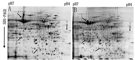 Two-dimensional electrophoresis method for separating protein from kenaf leaf efficiently and stably