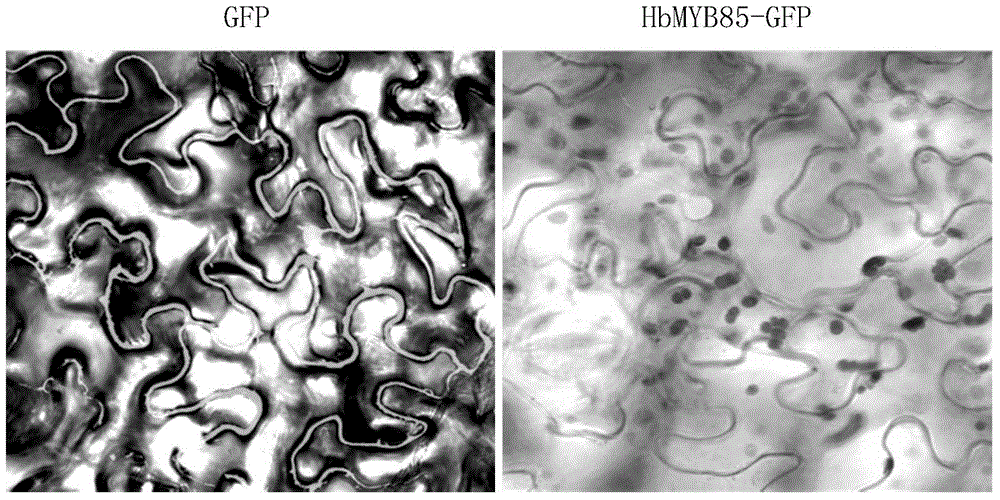 Regulatory protein HbMYB85 synthesized by virtue of rubber tree lignin as well as encoding gene and application of regulatory protein HbMYB85