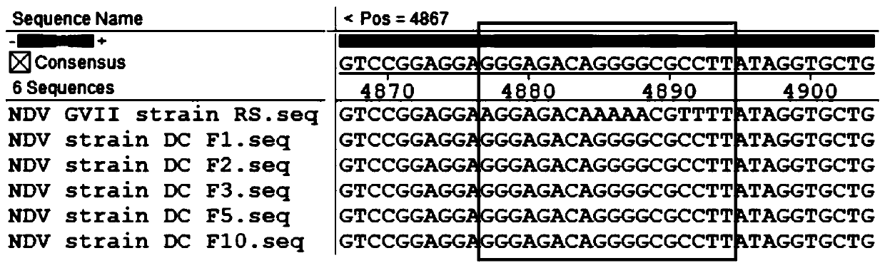 Newcastle disease chimeric virus marker vaccine strain as well as construction method and application thereof